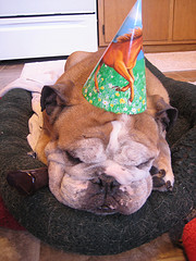 bulldog-party-hat.jpg