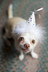 chihuahua-party-hat.jpg