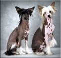 chinese-crested.jpg