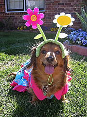 dog-easter-outfit-3.jpg