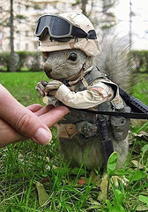 general-squirrel.jpg